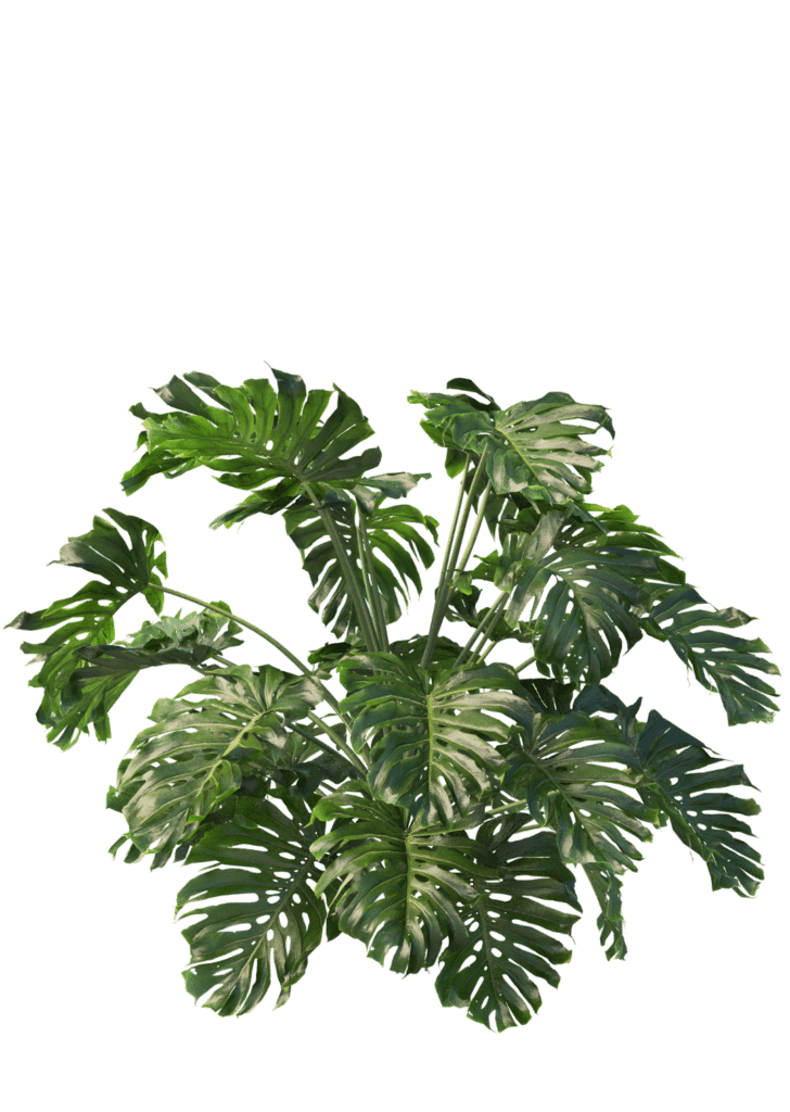 Monstera Coworking